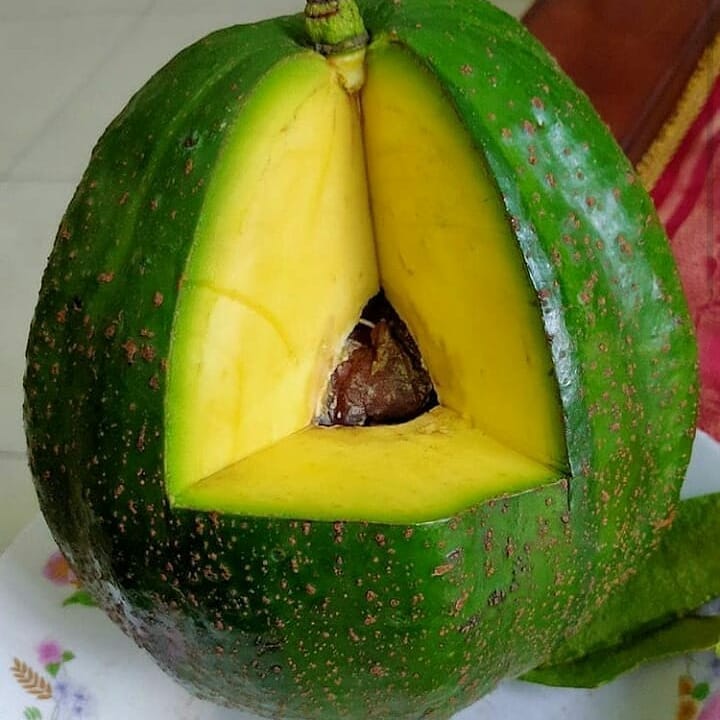 bibitbuah33's tweet photo. Siapa yang mau 
👉sedia bibit dan pupuk buah 
👉konsultasi WA 085225004218
#indonesia #kuliner #masakan #rumah #bibit #tanamanhias #tanaman #pupuk #wisata #jakarta #bandung #surabaya https://t.co/IchfmUph29