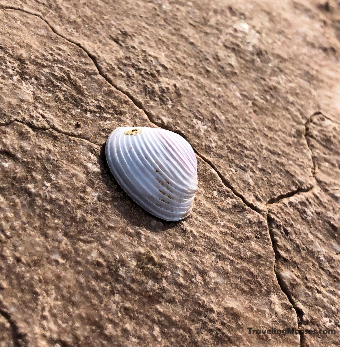 #clam #hiking #secrettreasures #nevada #deserthiking #nature #travelingmooses 

In the heart of the desert...