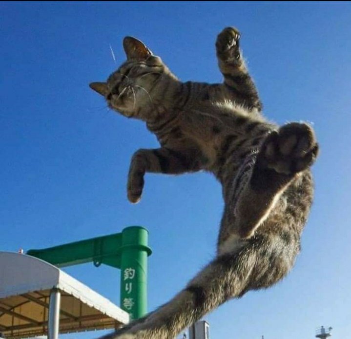 Concussion: Jaebeom is a cat