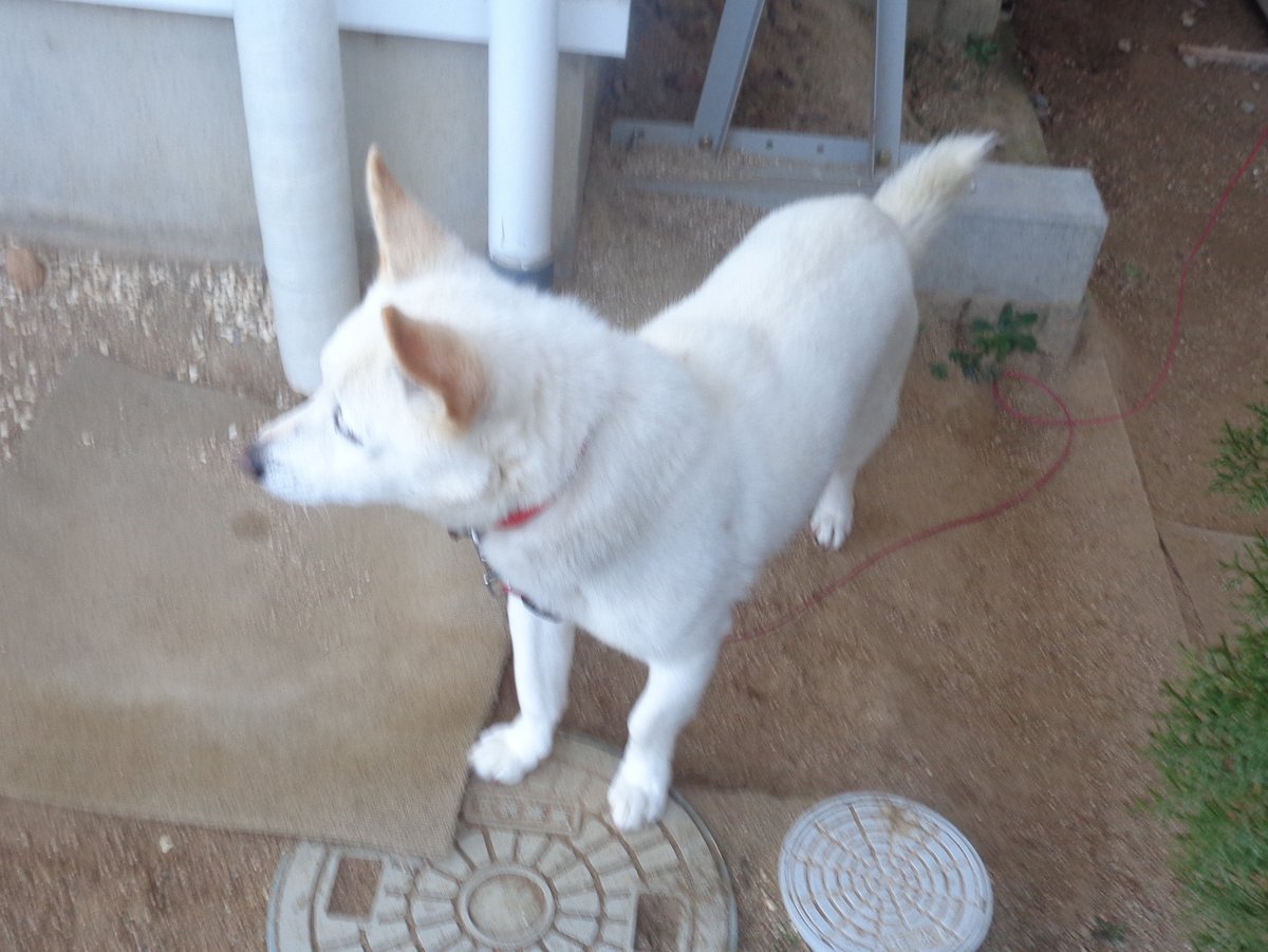 11 11 1 Pippi901 ミッレ ミリア 7 50 そんなに寒くないわ 犬のいる暮らし 氷も張ってないし風も止んだから寒くはないよ 1 寒くないわ 2 やっぱりお家で寝よう