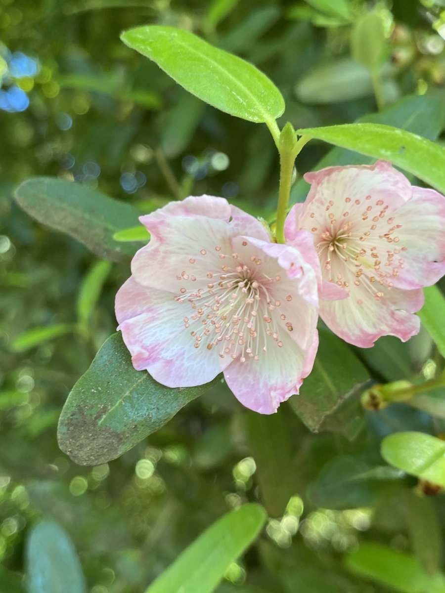 StephenGRyan's tweet photo. Eucryphia lucida ‘Pink Cloud’ is a charming selection of Tasmanian Leatherwood. #stephenryan #mtmacedon #dicksoniarareplants #rareplants #tugurium #planttrust #australiansstudyingabroard https://t.co/The38L5Xp8