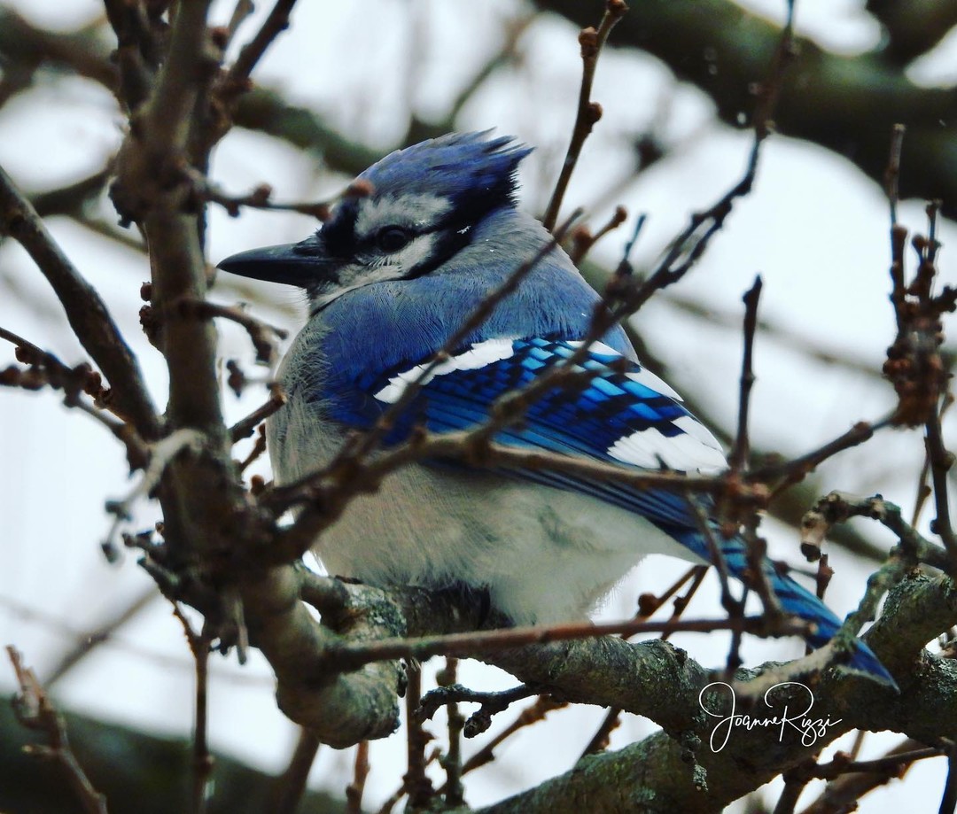iowadnr's tweet photo. You might know that blue jays tend to be noisy, but did you know that blue jays also mimic the calls of hawks? 

📷 by mama.rizzi via Instagram
#IowaWildlife #IowaBirds https://t.co/3yNZBFmG0F