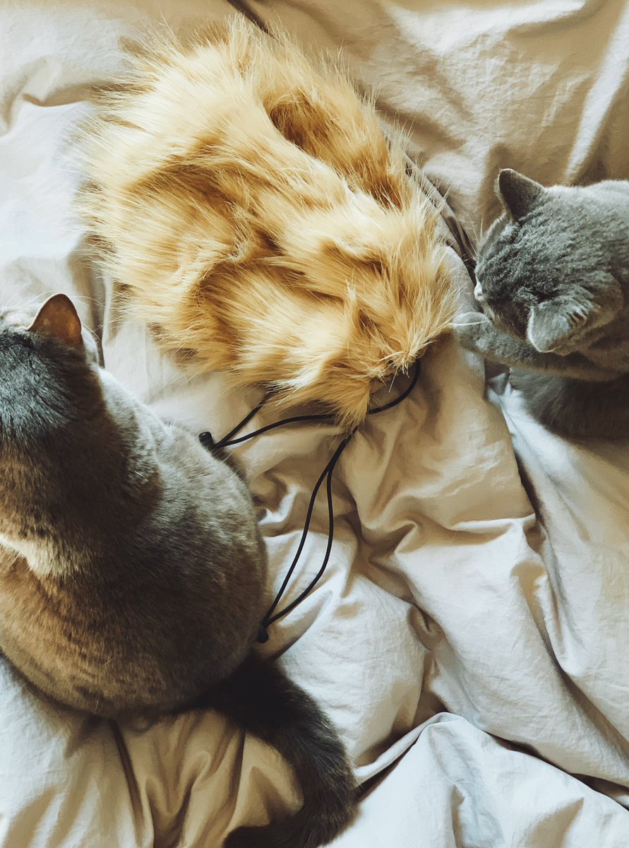 実質猫3匹。先日<a href="/NatsumiZama/">NATSUMI ZAMA</a> でお迎えした妹かわいいね。