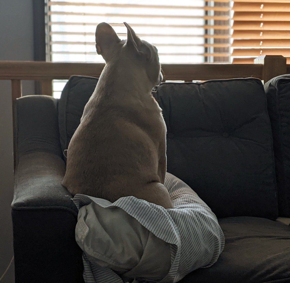 Waiting for Santa 🎄🎅
#Christmas 
#santa
#Dog