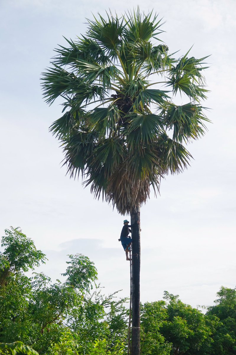 AdrianHillman's tweet image. This guy has been harvesting sugarpalms like this in our area for many years. A braver, fitter, stronger man than me.
#harvest #sugarpalm #treeclimbing #Thaigarden #Thailand