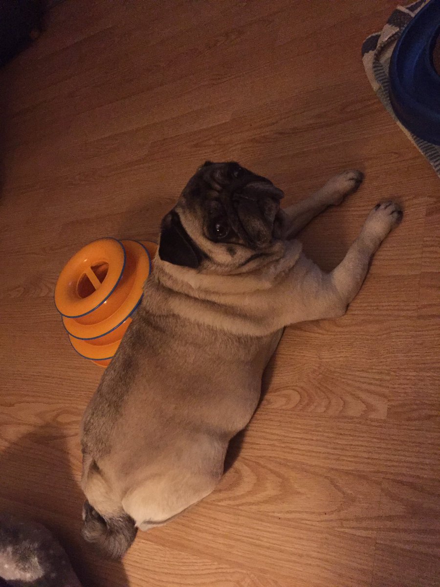 Healthynewlife2's tweet photo. My Bonzi is in charge tonight 🥰 https://t.co/I7kC0fq6X1