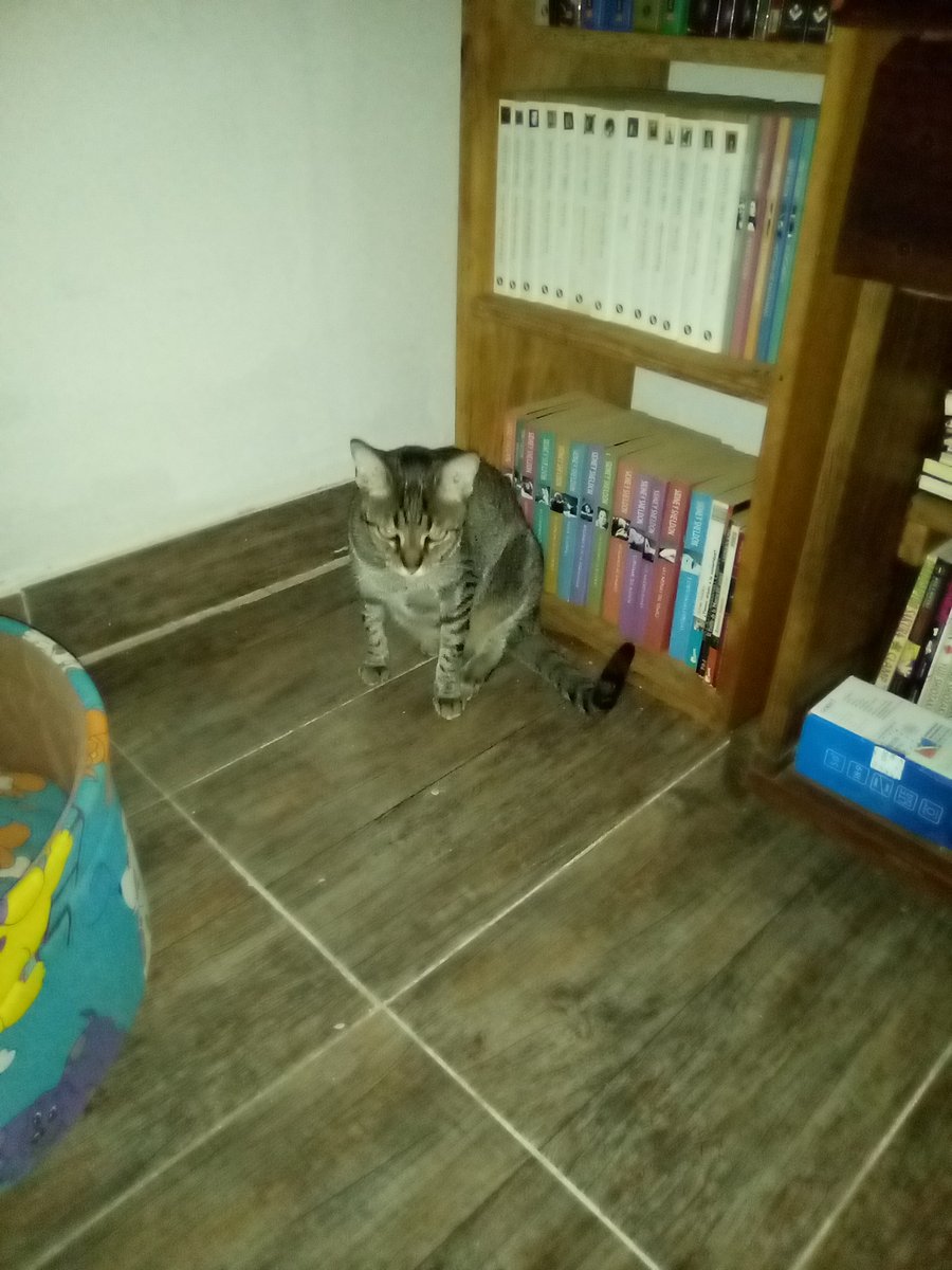 foxyblue3's tweet photo. Lo último que faltaba traer de la mudanza. Nami avala la biblioteca 🤣 @MMybbym https://t.co/mUyxyPV0Ns