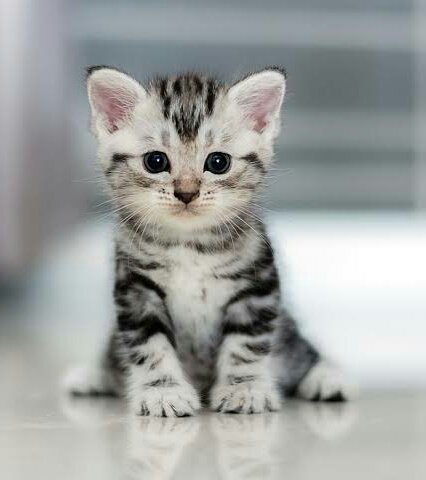 Concussion: Jaebeom is a cat