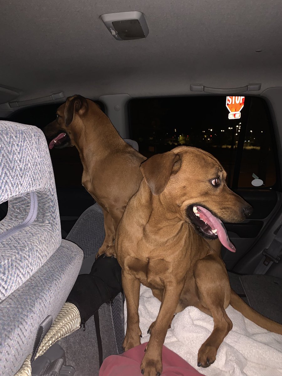 brookenelsonn4's tweet photo. Two lost pups around lester and warren with no collars, please help find their home!! @whatsuptucson https://t.co/YvIES5hzgm
