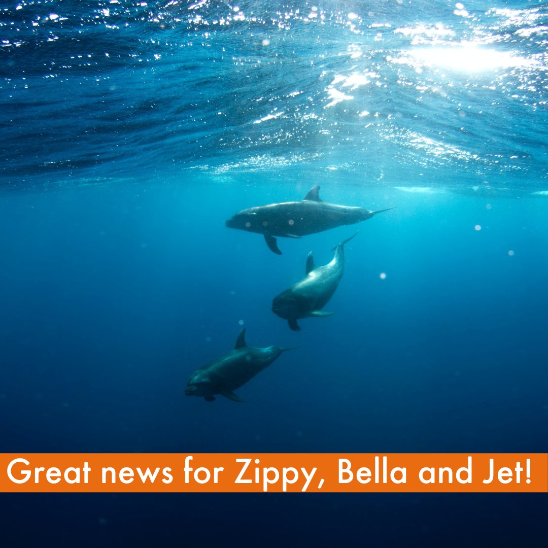 MoveTheWorldAU's tweet photo. Great news! Zippy, Bella and Jet β the three remaining #captivedolphins at the Dolphin Marine Conservation Park are a step closer to being moved to a sea sanctuary after a parliamentary inquiry recommended that the NSW Government should support plans for the dolphinsβ new home. https://t.co/03EQQ7Ttr4