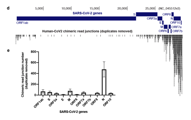 Compare that to their map of chimeric junctions seen in the inverted SARs-CoV-2 genome histogram (top). Random chimeric reads combined with the LINE-1 data and induction data. If I had to guess without the seqdata.. I bet its real.
