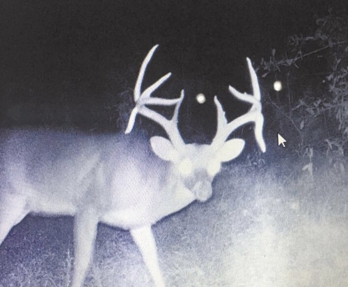 NateCline21's tweet photo. If Diontae Johnson was a deer. Some will get it. #Steelers #DoubleDrops https://t.co/qEz0ocnvy3