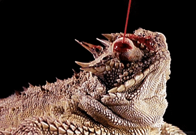 🦎D&amp;D Inspiration🦎

Horned Lizard

When a horned lizard finds itself in a perilous situation, it can squirt a stream of blood from its eyes to distract a predator!

🩸🩸

Why not add this weird (and amazing) skill to some of your D&amp;D monsters when doing a homebrew?

#dnd