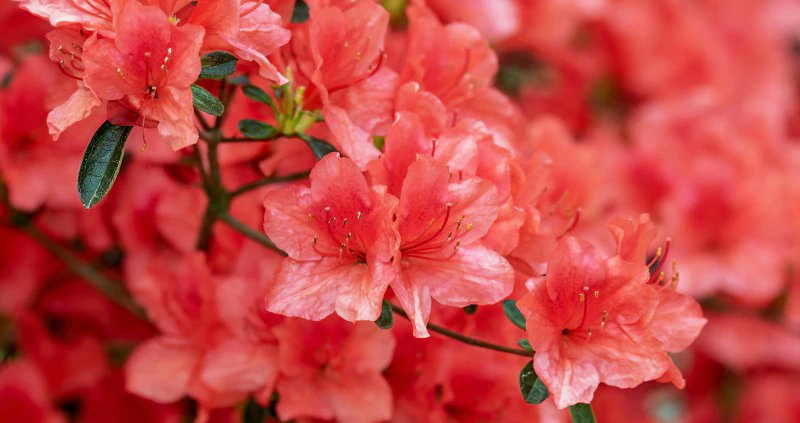 Azalea