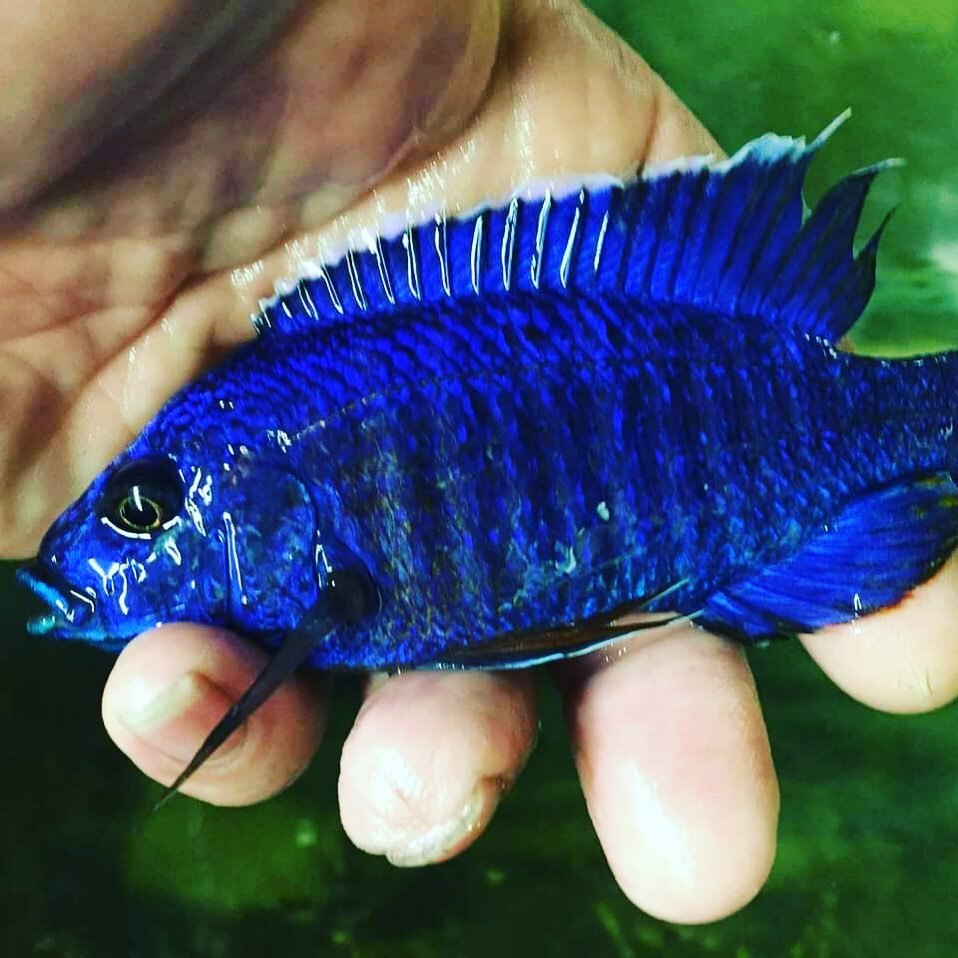 FKACommunity's tweet photo. ✨Regal ✨blues are so vibrant! Loved this guy. 

#Cichlid #cichlidtank #cichlids #cichlidsoflakemalawi #cichlidsofinstagram #cichlidsofig #cichlid #cichlidtank #cichlidsofinstagram #africancichlids #africancichlid #africancichlidstank #aquarium #aquat… https://t.co/pIuTpWyC6o https://t.co/lYLcGKgrXK