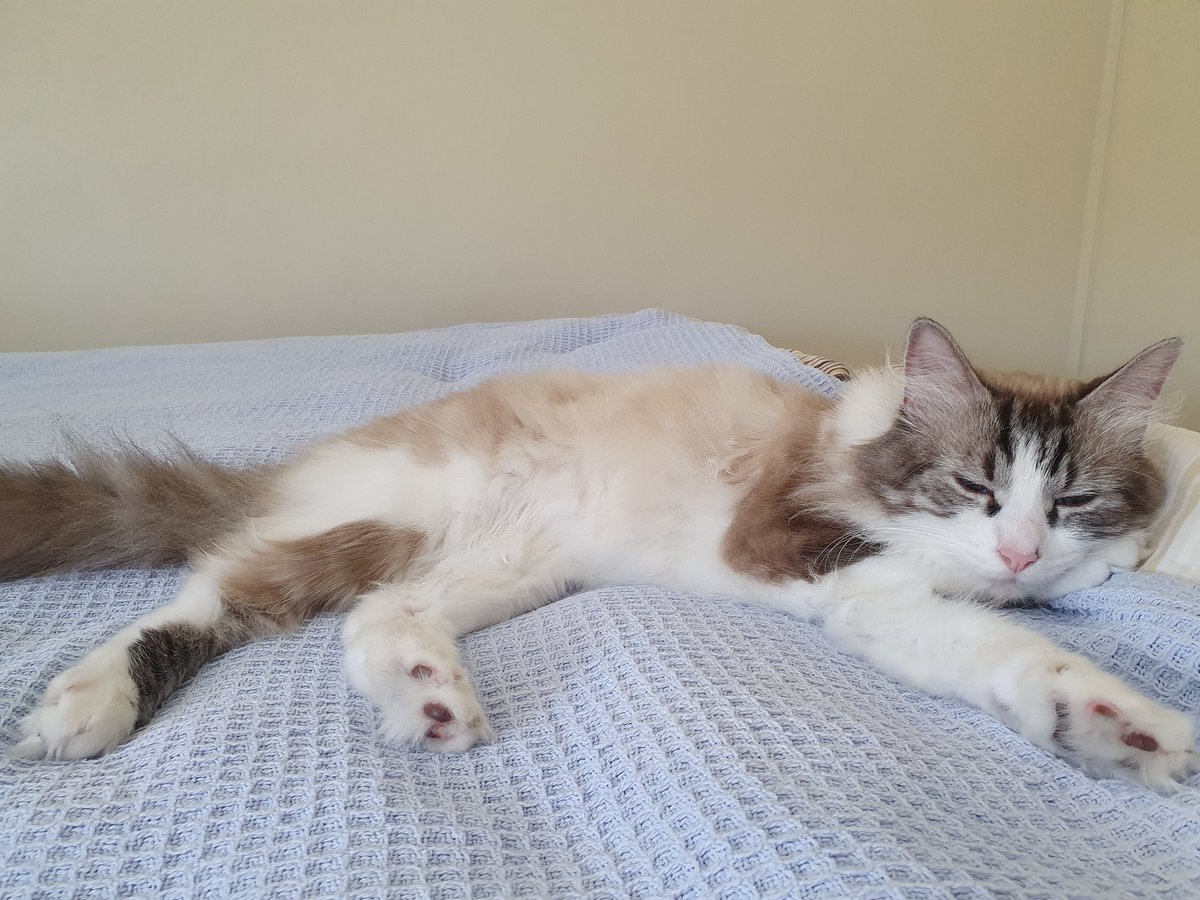 C_Pritzkow's tweet photo. My co-worker is a bit to chill for a productive day #workfromhome #catchill https://t.co/jo3XMT4nzL