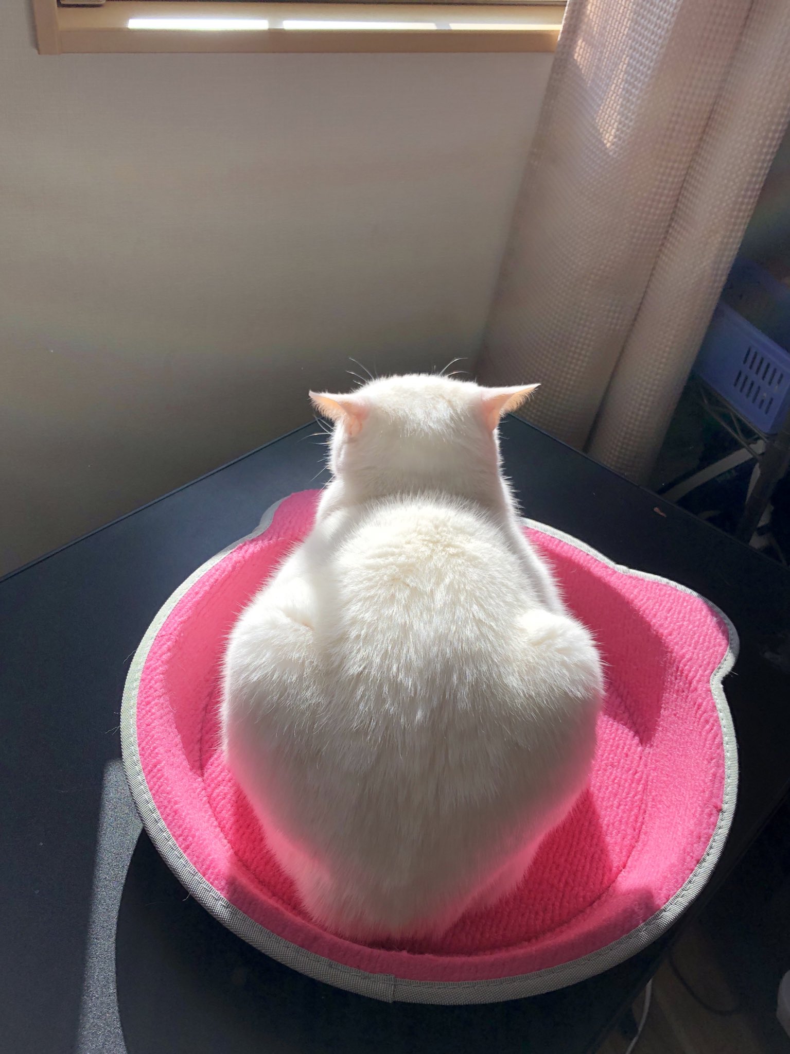 にゃら にゃら 猫 の丸焼き 美味しく焼けまちた 猫 日向ぼっこ 猫のいる暮らし