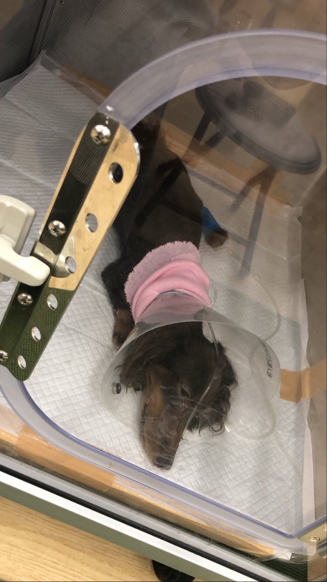 知念沙英 チッチに輸血が必要になりました キロ以上の大型犬を飼っていて 出来れば血液型が分かる方で輸血しても 良いよという方いますか 今日の15時頃から輸血開始したいです 沖縄県中頭郡西原町翁長169 5 杜ノ庭どうぶつ病院 貧血 輸血 輸血犬