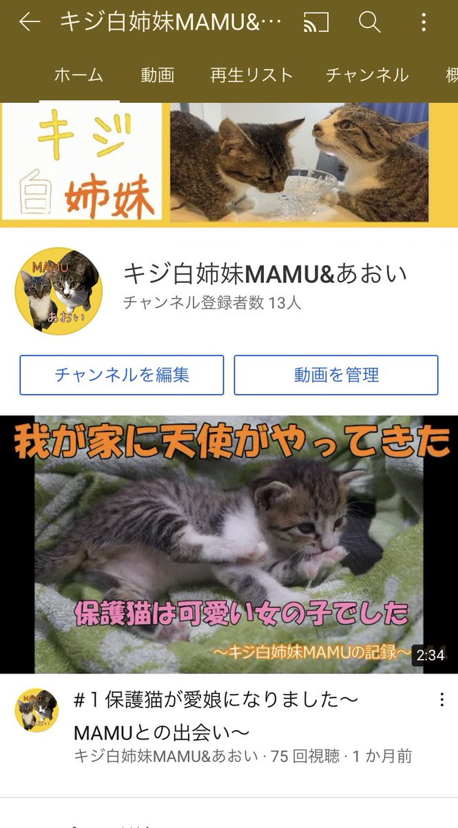 猫 姉妹 チャンネル 猫のほのぼの話 うちの猫 仲良し3姉妹 事情があり 1歳の野良猫 を預かることに すると仲良し3姉妹猫が 突然に