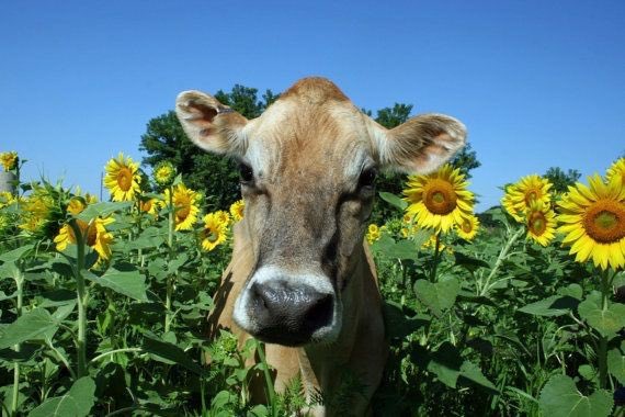 GenericArtistry's tweet photo. Cows surrounded by sunflowers https://t.co/OJuYhKJYQ0
