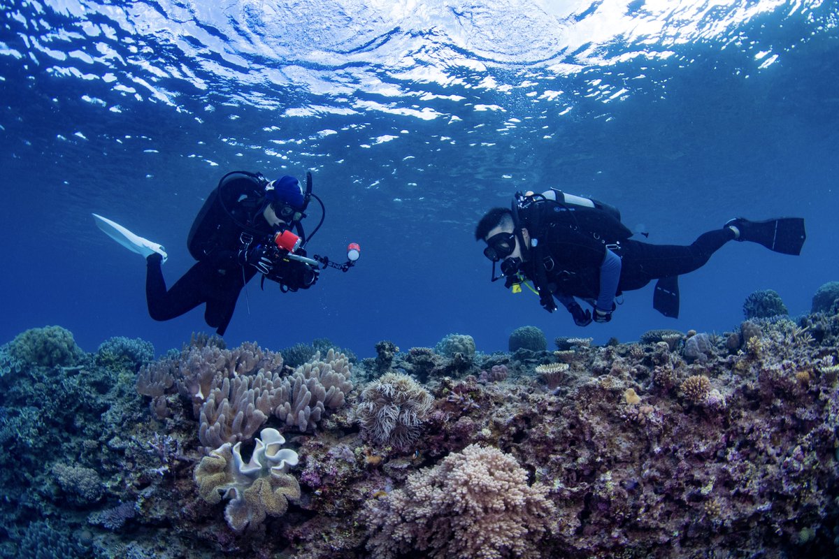 ravasi_lab's tweet photo. We are looking for a talented postdoc to join our unit @OISTedu for a 3 years project on acclimation/adaptation of coral reef fish to marine heatwaves, see details here! 
https://t.co/dOLYMTG4h7 https://t.co/vi98OtLdZv
