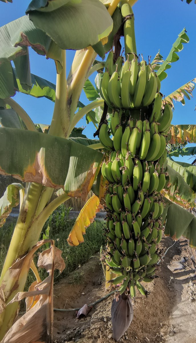 Gwadar_Pro's tweet image. “The ongoing Green &amp;amp; Clean #Gwadar Movement will not only improves environment, addresses climate change risks but also  achieves economic gains involving beekeeping and ecotourism”,said Chairman and CEO #COPHC @BaozhongGwadar 
#CPEC #GreenPakistan #GreenGwadar