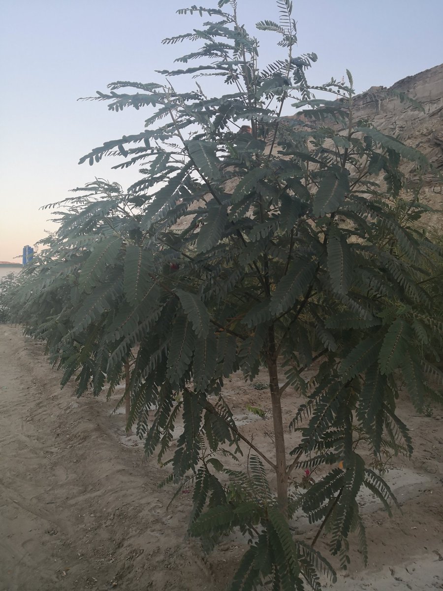 Gwadar_Pro's tweet image. “The ongoing Green &amp;amp; Clean #Gwadar Movement will not only improves environment, addresses climate change risks but also  achieves economic gains involving beekeeping and ecotourism”,said Chairman and CEO #COPHC @BaozhongGwadar 
#CPEC #GreenPakistan #GreenGwadar