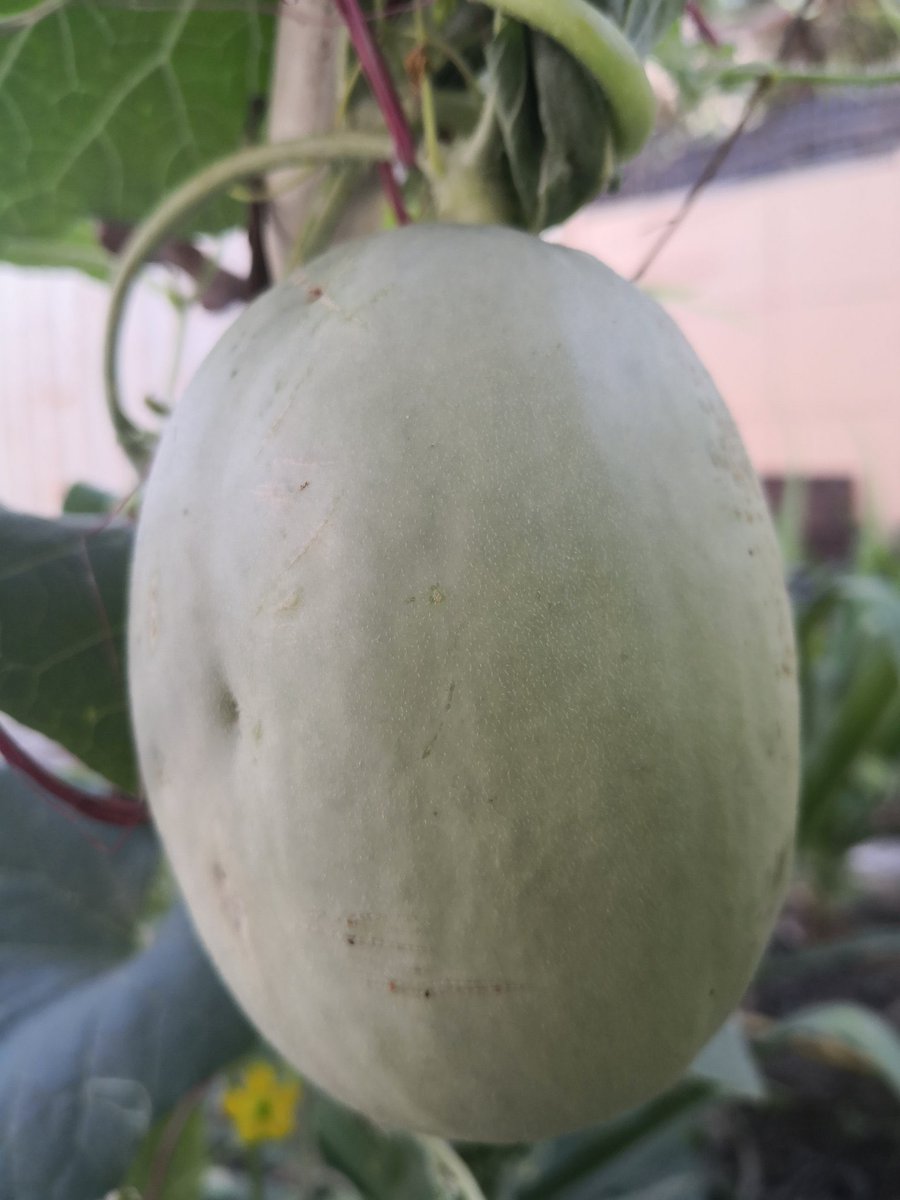 Gwadar_Pro's tweet image. “The ongoing Green &amp;amp; Clean #Gwadar Movement will not only improves environment, addresses climate change risks but also  achieves economic gains involving beekeeping and ecotourism”,said Chairman and CEO #COPHC @BaozhongGwadar 
#CPEC #GreenPakistan #GreenGwadar