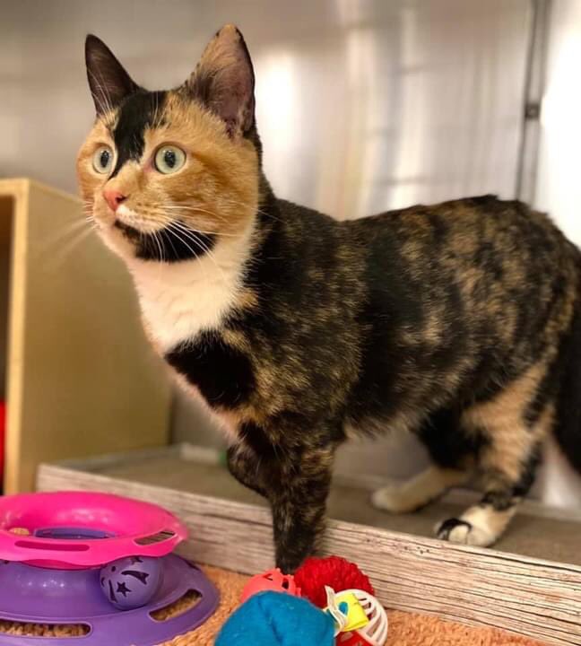SouthsideSPCA's tweet photo. Mistletoe and Aretha are two of the gorgeous felines awaiting adoption at Southside SPCA!  Meet them anytime during store hours:
PetSmart
1276 CarMia Way
North Chesterfield, VA 23235 https://t.co/OdTXbox0mz