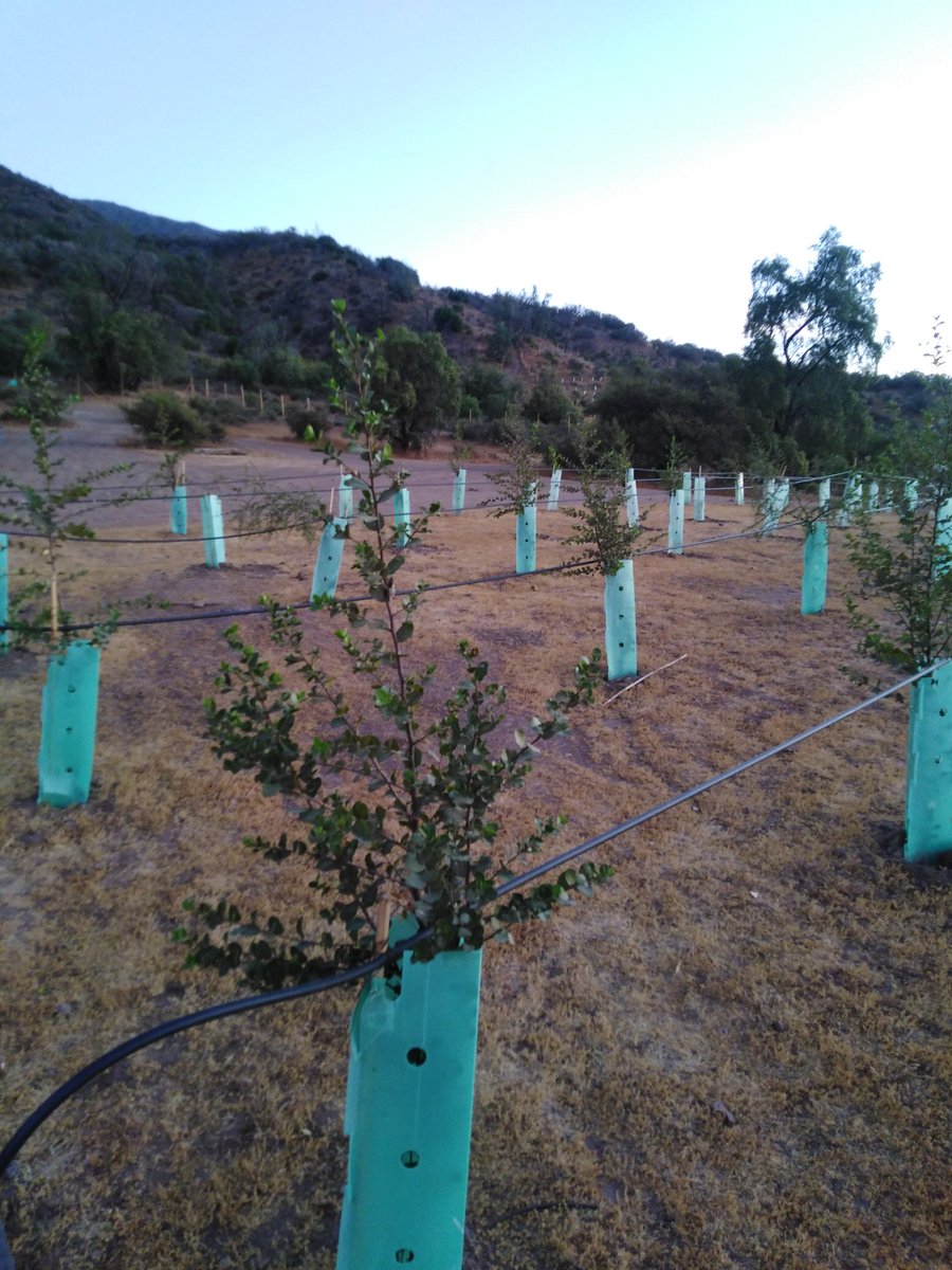 AlonsoNeiraS's tweet photo. Hoy anduve en una zona de forestación de árboles nativos, #LaFlorida #Precordillera https://t.co/D07z1STOpz