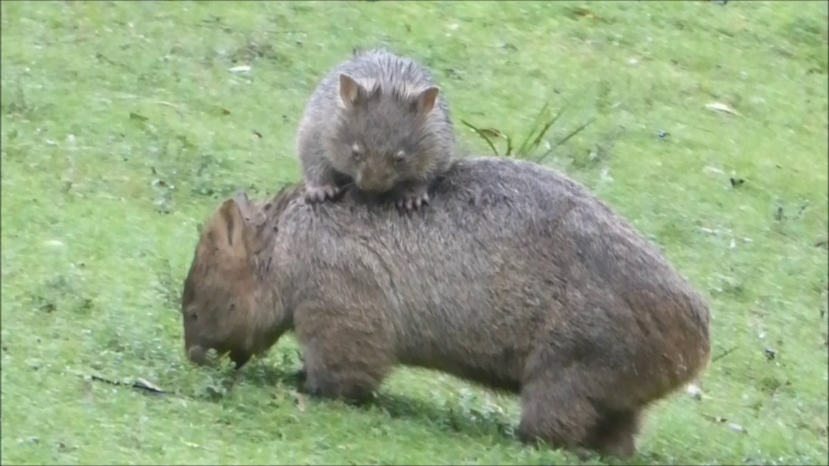 The original "rideshare"