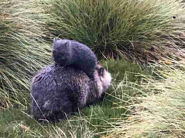 The original "rideshare"