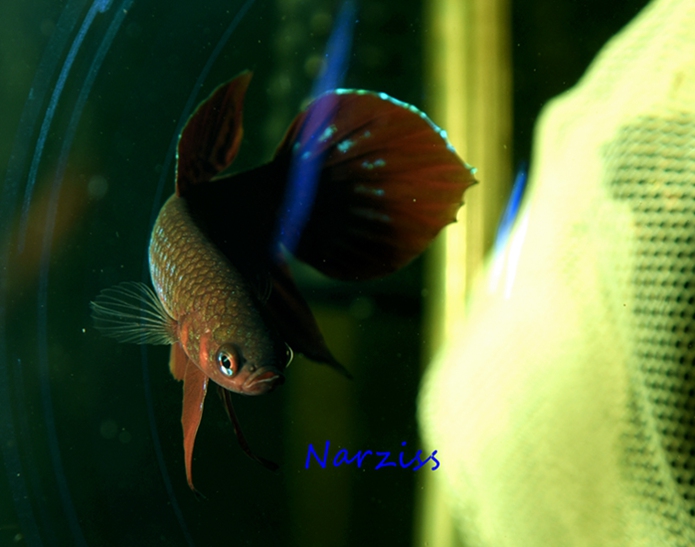 BestBudsfun's tweet photo. One wild fighting fish species that is becoming more and more rare, Betta livida. Betta livida is one specie of wild betta, the only one habitat in the world is the blackwater swamps near Selangor, west coast of Peninsular Malaysia.
more detail https://t.co/aML5WULpUk
#Bettafish https://t.co/p6mSvJ3efj