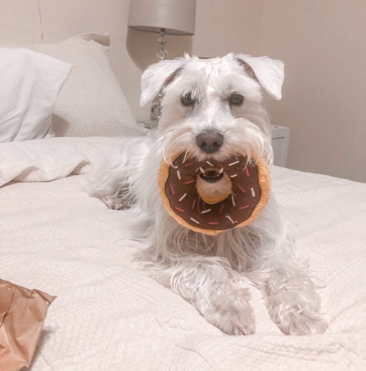 Luna The Schnauzer 🌙 tweet media
