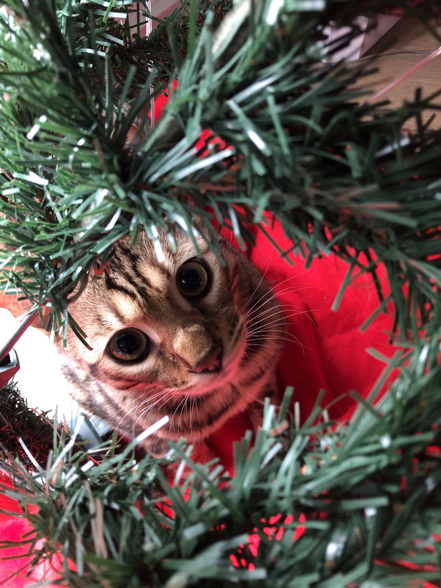 Time for cute CSC (Cardiac Surgery Cats) photos!