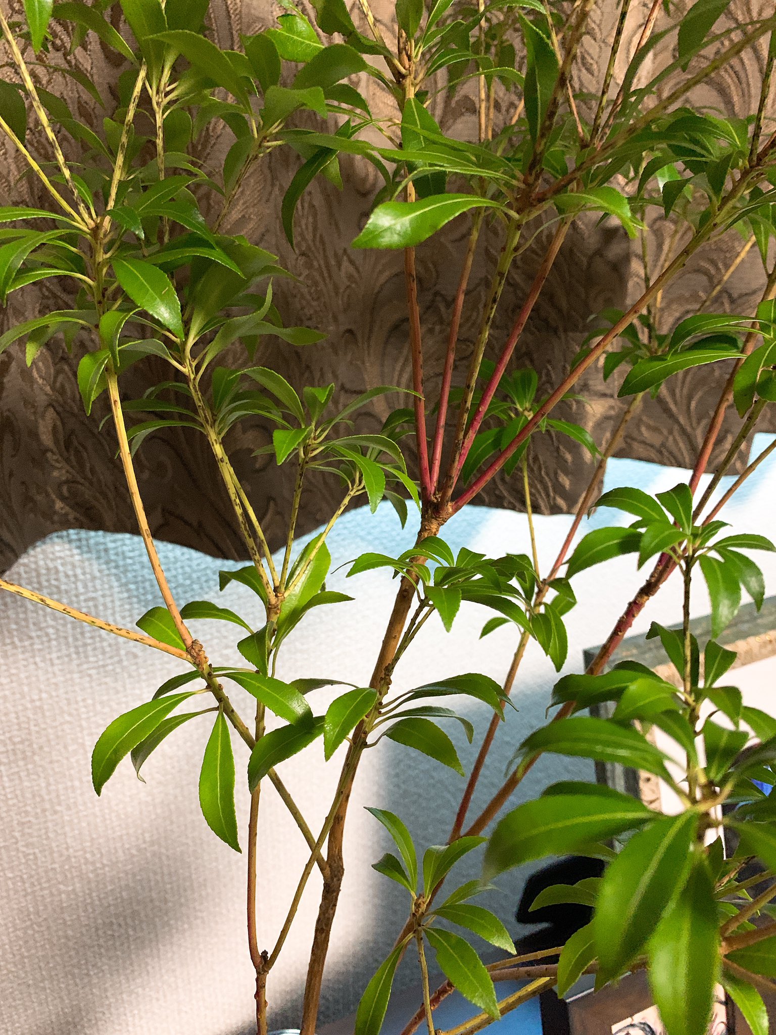 تويتر クロ瓜 على تويتر 枯れた葉 が出てきたら剪定してやろうと待ち構えて数日おきにチェックしてるんだけど ほどほどに日光浴させてるからなのかマメに水変えてるからなのか葉っぱはみんな青々として健康そう