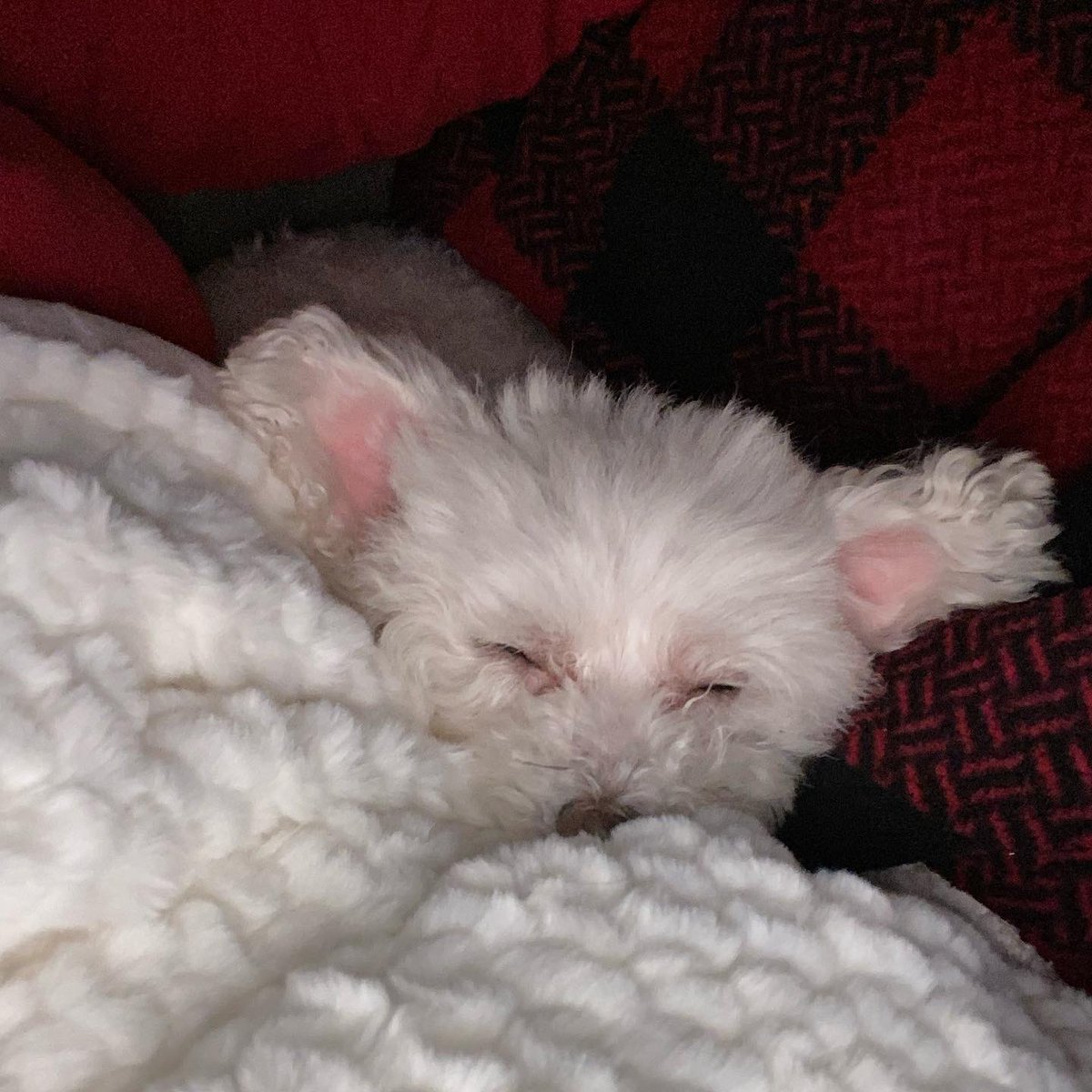 jayciroberson's tweet photo. Cold weather snuggles. https://t.co/bH0Fh4dvM7