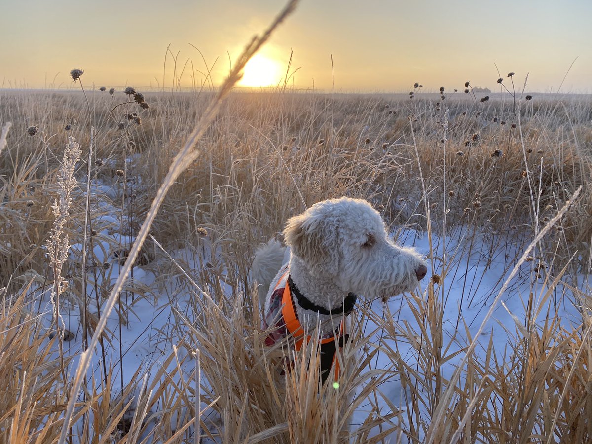 bryceabbey's tweet photo. No Roosters today but took in some beautiful views! @NEGameandParks @pheasants4ever #NebraskaItsNotForEveryone #publiclands #HuntingDoodle https://t.co/HtwA5FPfiI