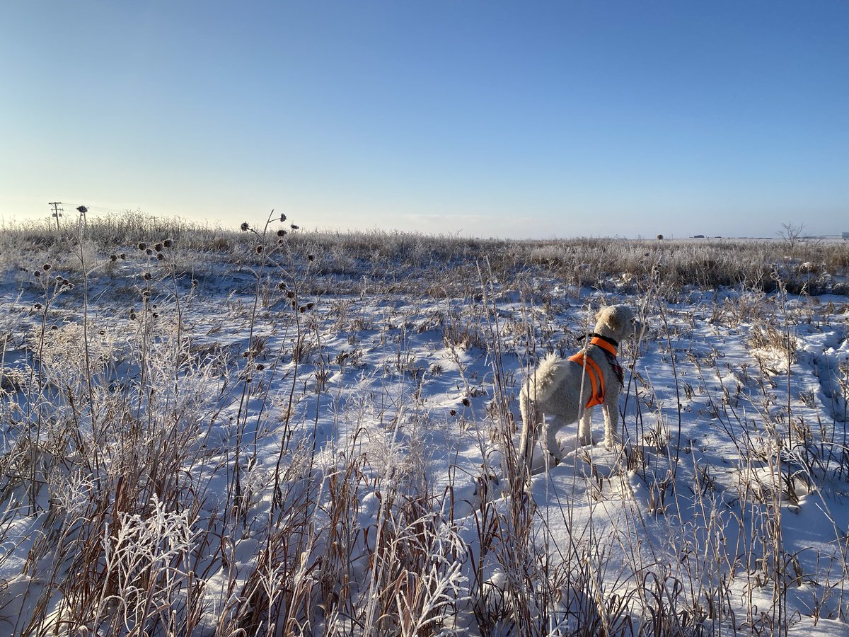 bryceabbey's tweet photo. No Roosters today but took in some beautiful views! @NEGameandParks @pheasants4ever #NebraskaItsNotForEveryone #publiclands #HuntingDoodle https://t.co/HtwA5FPfiI