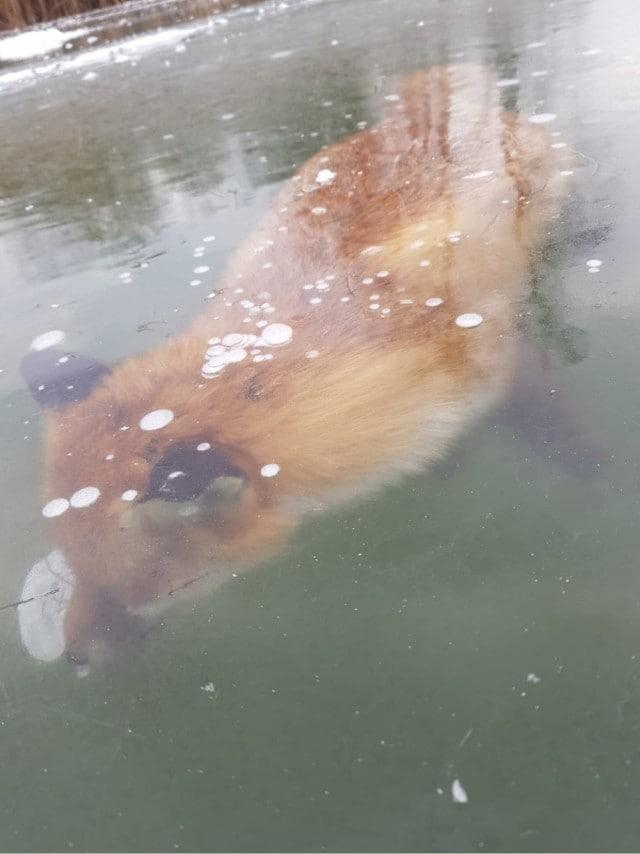 Как? Как эта лисичка умудрилась вмёрзнуть в лёд озера?! Нашли это грустное чудо в Воронежской области. 

Очень жалко её, конечно. И совершенно не ясно, как такое вообще происходит