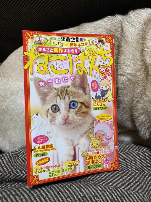 ねこぱんち発売しております!
じっちゃんと猫の住む街は少し前のこのふたりのお話。よろしくお願いいたします! 