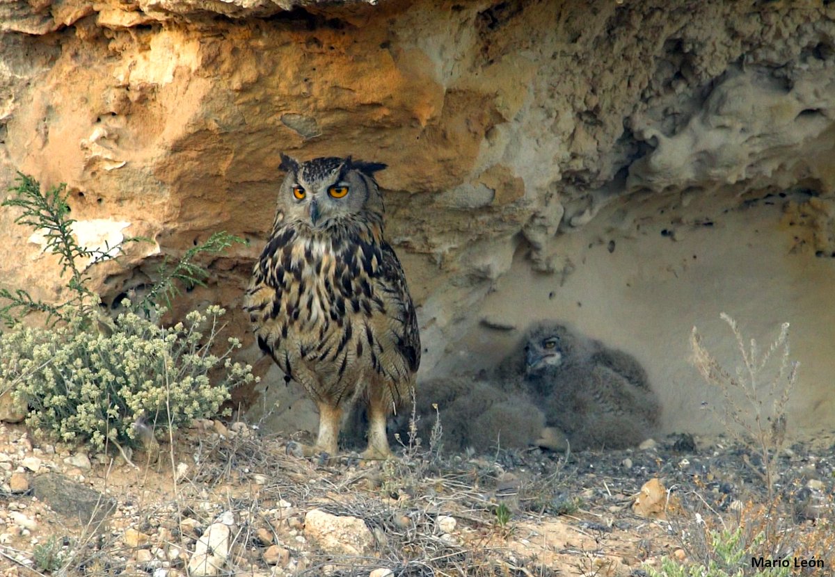 CalblanquePR's tweet photo. ℹ️ A partir del 15 de diciembre se inicia la regulación de actividades de uso público en #CalblanquePR para evitar molestias al #Búhoreal y otras rapaces durante el periodo reproductivo 🦉🐣 https://t.co/3QFwbl1NOE