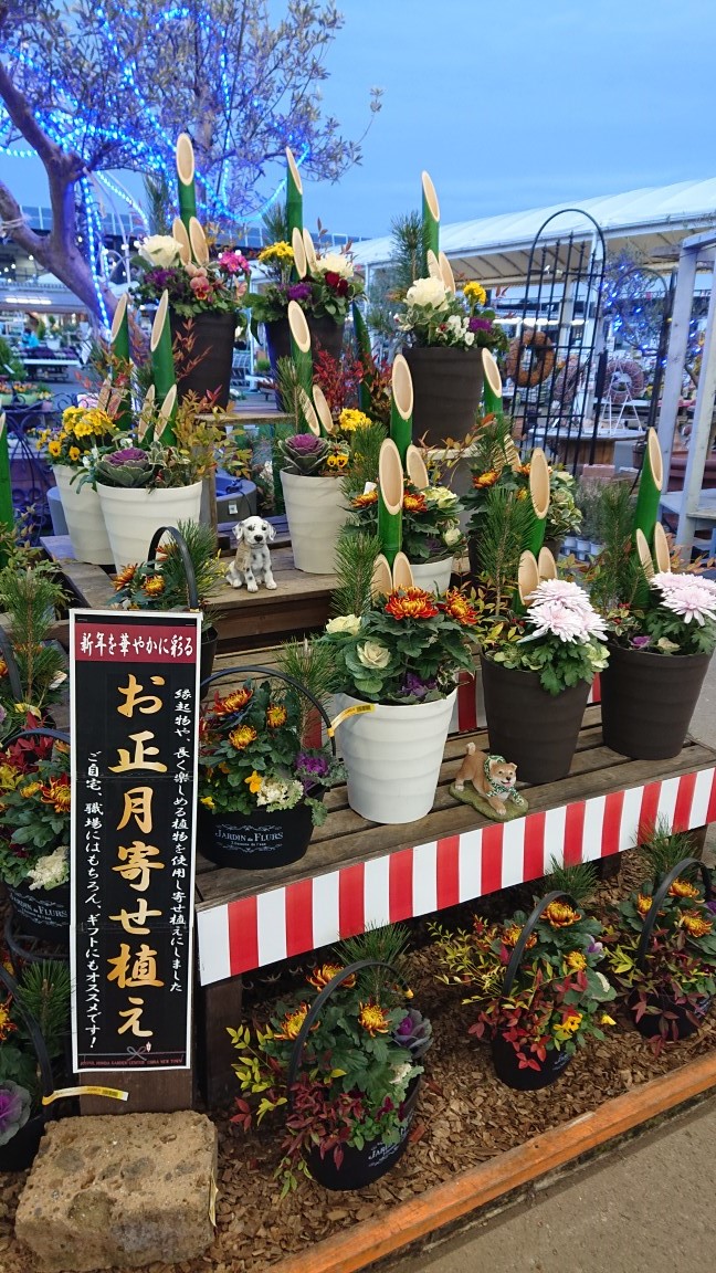 ジョイフル本田 ガーデンセンター ガーデンセンター千葉ニュータウン店 今年もあと半月となりました お正月 の準備をするなら当店オリジナルの寄せ植えがオススメ 玄関先を明るく飾ってみてはいかがですか お正月 お家時間 寄せ植え ガーデニング ジョイフル本田 ガーデンセンター ガーデンセンター千葉ニュータウン店 今年もあと半月となりました お正月 の準備をするなら当店オリジナルの寄せ植えがオススメ 玄関先を明るく飾ってみてはいかがですか お正月 お家時間 寄せ植え ガーデニング