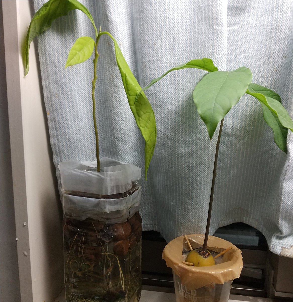 Tabris 結局 土にうつさずそのままほったらかしのアボカド兄弟 右側は本当にしっかりとしている 葉の色や幹の色も違うから 種の形も違ったし別品種だったのかも アボカド 水耕栽培 Tabris 結局 土にうつさずそのままほったらかしのアボカド兄弟 右側は本当にしっかりとしている 葉の色や幹の色も違うから 種の形も違ったし別品種だったのかも アボカド 水耕栽培