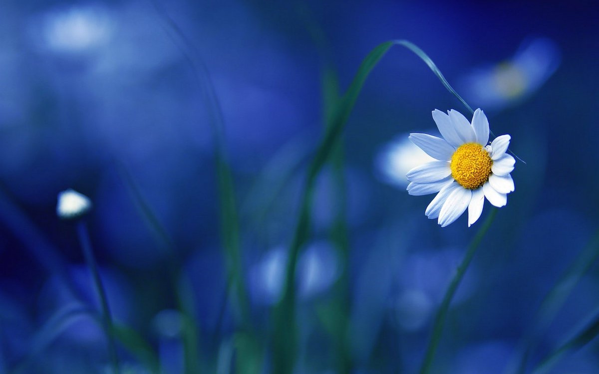 Alina_So_lo's tweet photo. Sometimes you just need to be alone.. in your silence.....💙 https://t.co/XoiNNeL48w