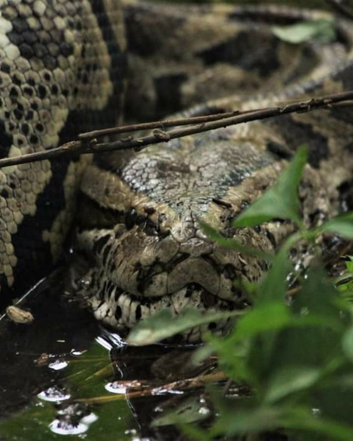 Nature at its finest. A beautiful 4-meter long python with a bushbuck kill. 

Images and text by Kimberleigh Hill.

#postponedontcancel #mashatu #mashatugamereserve #botswana #travelafrica #explorebotswana #adventure #africa #travelgram #luxurydestination #python