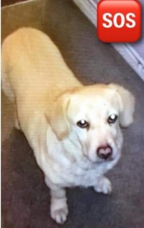 🐕#Urgent
Distraught OAP has had her beloved dog BUSTER stolen from her while walking in Horn Lane #WoodfordGreen eve of 13 Dec. A woman, man & 3 youths made a fuss of him, then snatched him & drove off in light blue estate type car. Buster is her only family & loves him dearly💔