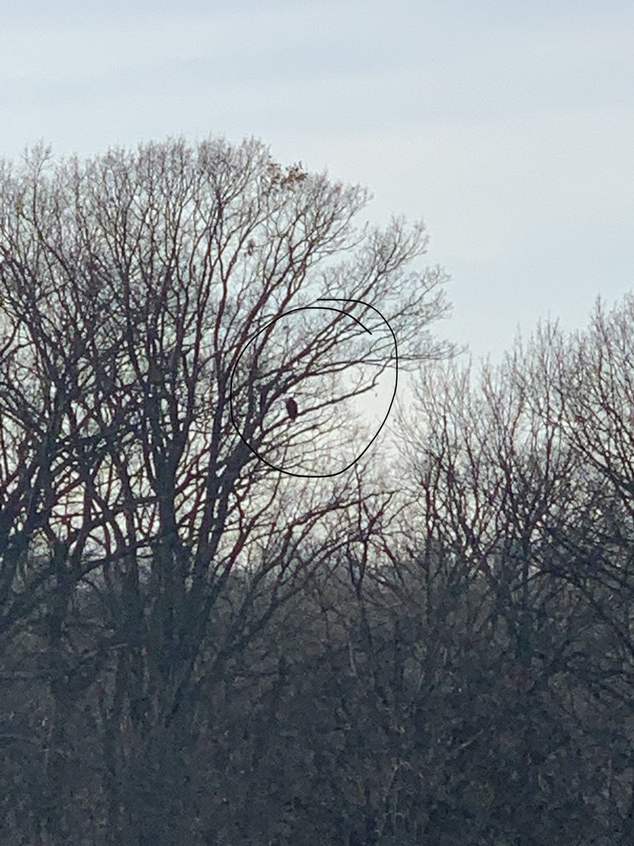 feguerl's tweet photo. This week’s Friday was truly PHENOMenal! Urban Ecology Pt2 on Peebles Island. Have you seen the Bald Eagle family? @SCSchools Bio 9 students did, soaring over head. Great talk on nature reclaiming a space, Peebles is a great example. #distancelearning https://t.co/fQMzzZHqvf