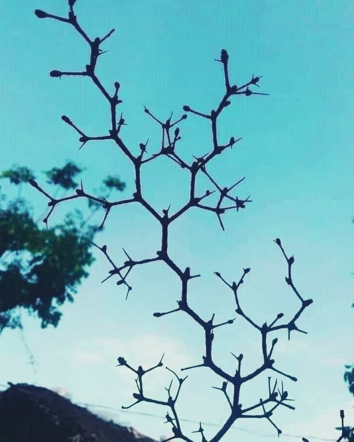 RaminNasibov's tweet photo. Chemistree https://t.co/7iljN7k1Xm