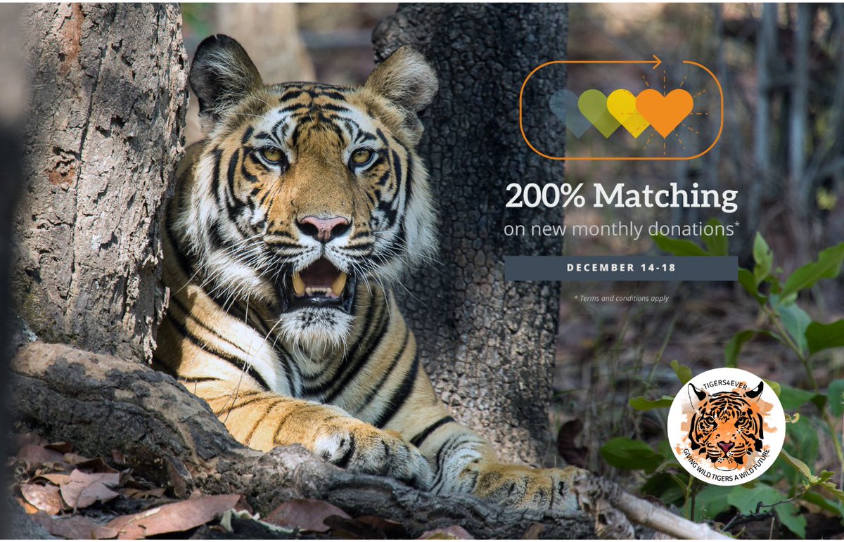 Tigers4Ever2010's tweet photo. #BreakingNews: This week only: when you sign up for a new monthly donation you’ll not only provide vital stability for Bandhavgarh’s wild #Tigers your donation will also be matched at 200% via @GlobalGiving! Support Bandhavgarh’s wild #Tigers today: https://t.co/LVOOhmUgXc https://t.co/UTxK733RNO